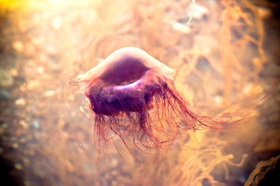 Jelly Fish Wallpaper