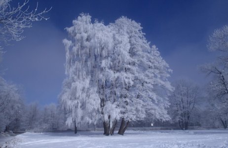 Tree Covered By Snow