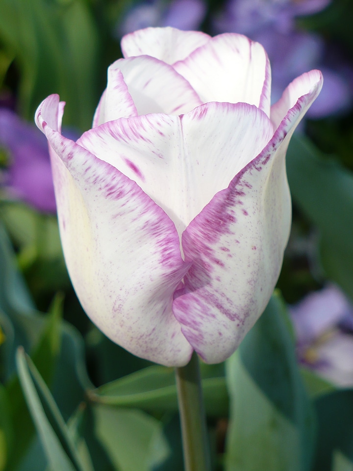 Petals purple floral photo