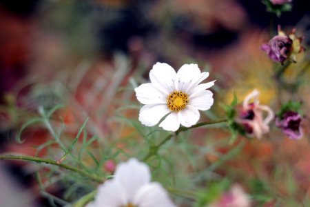 White Petaled Flower photo