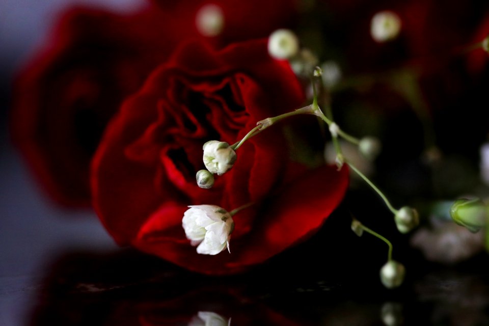 Red Rose Flower And White Babys-breath Flower