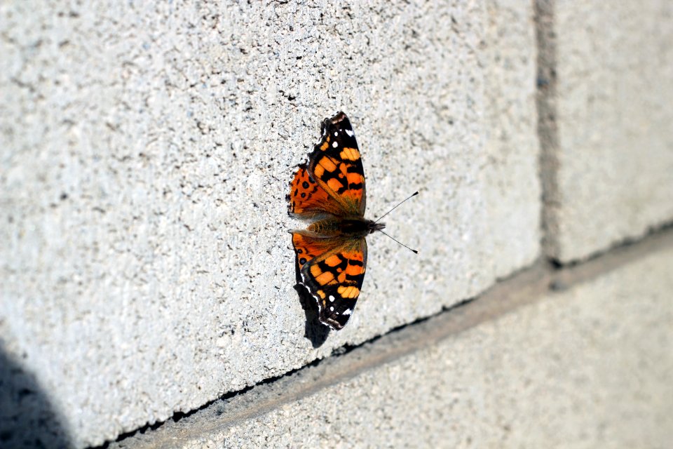 Monarch Butterfly