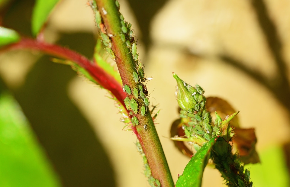 Insect creatures lice