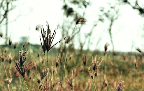 Shallow Focus Photography Of Brown Plants photo