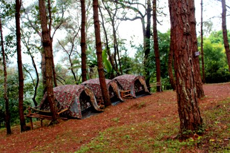 Three Brown Tents Beside Green Leaf Trees