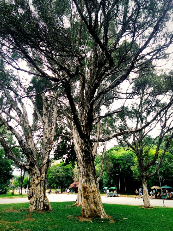 Trees Surrounding Park