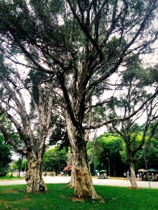 Trees Surrounding Park
