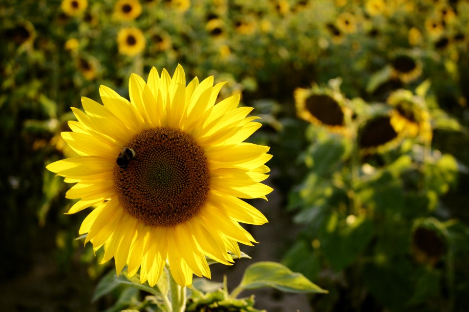 Selective Focus Photo Of Yellow Sunflower
