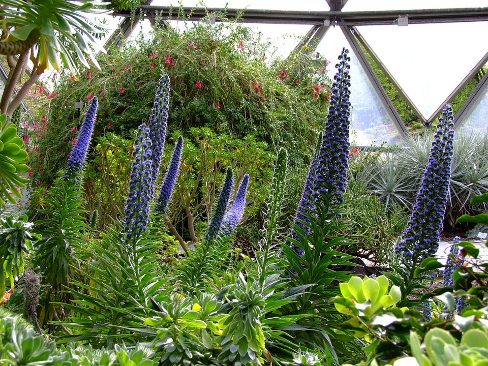 Garden spring lupine way