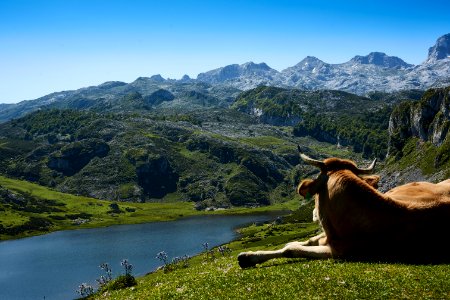 Brown Cattle Lying On Grass Field Watching Body Of Water Surrounded By Mountains photo