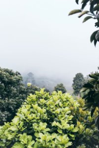 Green Leafed Plant