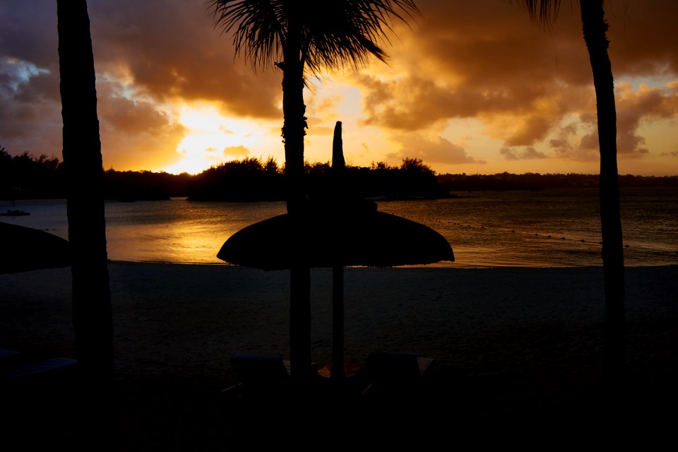 Silhouette Of Parasol And Palm Trees Near Seashore