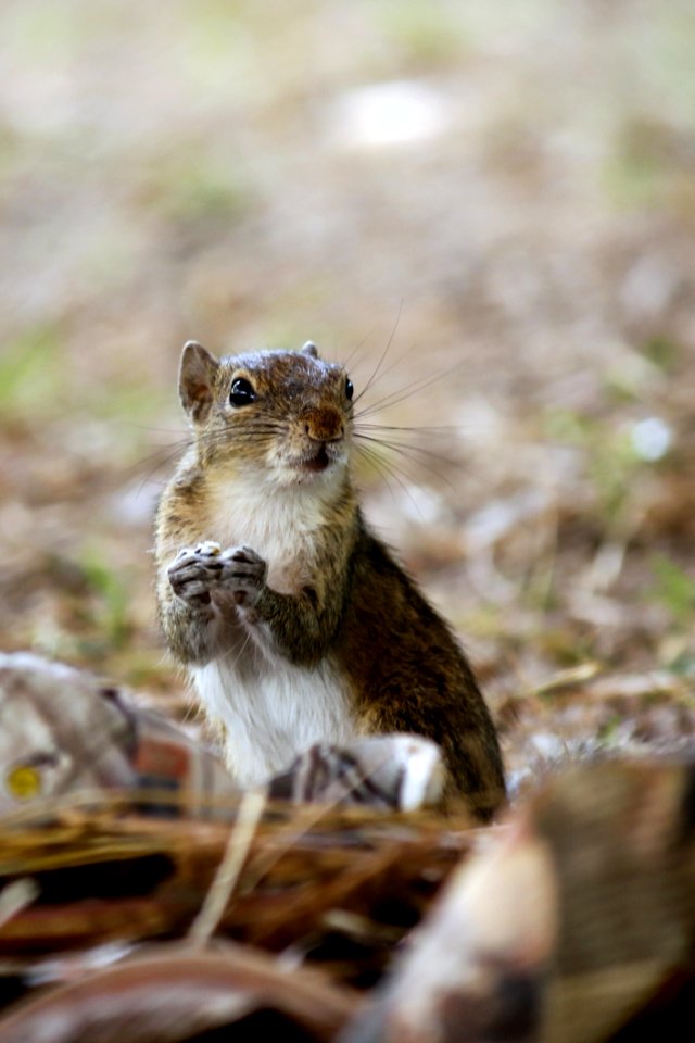 Macro Photography Of Brown Rodent