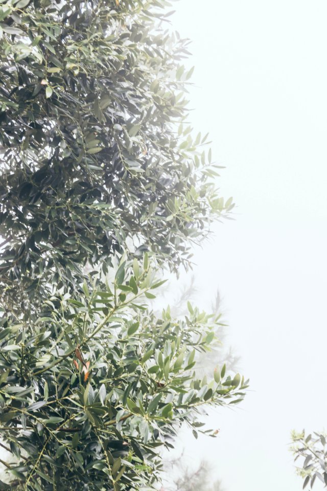 Green Leaf Tree