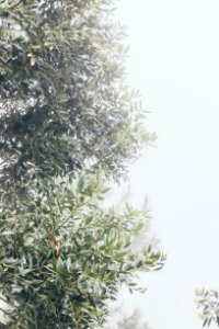 Green Leaf Tree