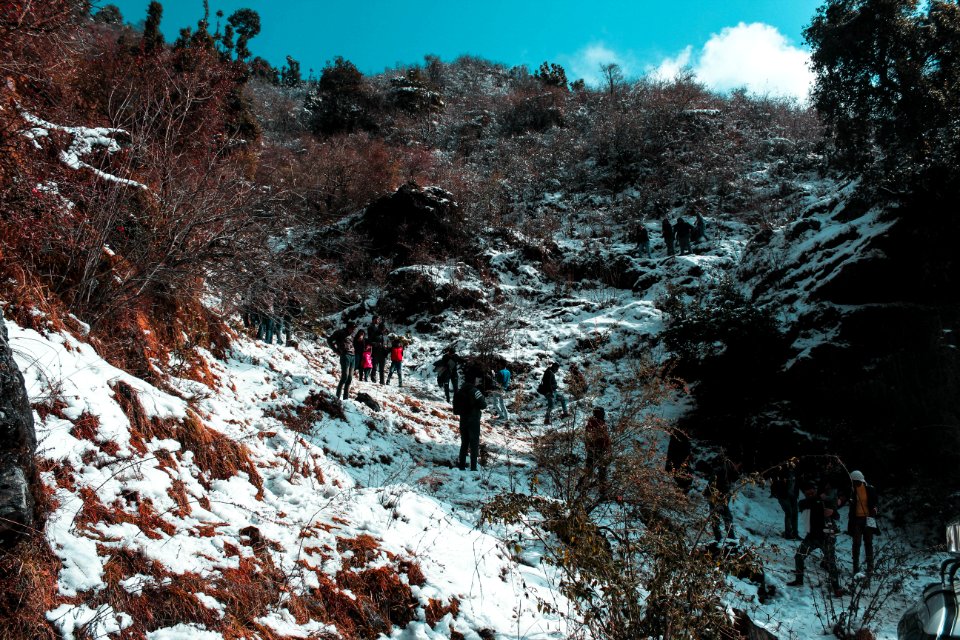 People Walking Near Green Leaf Trees Under White Clouds At Daytime