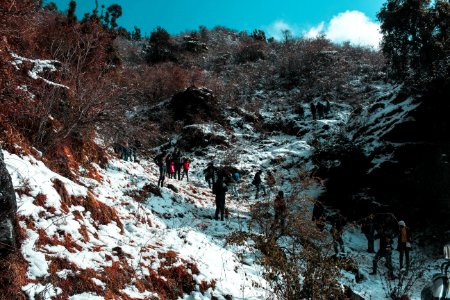 People Walking Near Green Leaf Trees Under White Clouds At Daytime