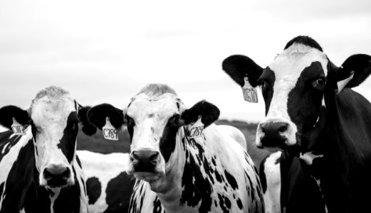 Grayscale Photography Of Three Cows photo