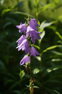 Bellflower kellokukinto lilac flower photo