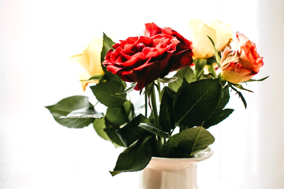 Red And White Flowers With White Vase photo