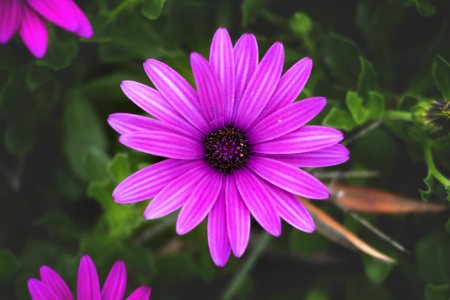 Close-Up Photo Of Purple Flower photo