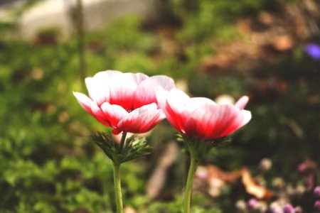 Selective Focus Photography Of White And Red Anemone Flower photo