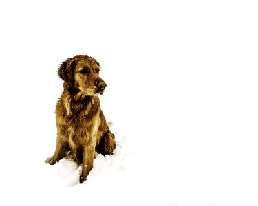 Brown Short-coated Dog Sitting On The Snow Field photo