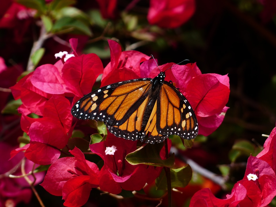 American monarch orange black