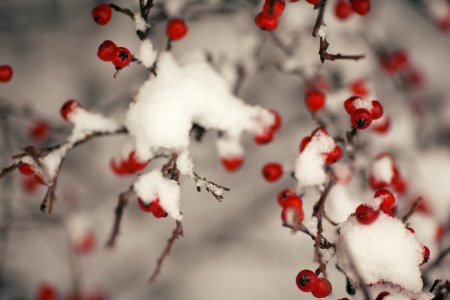 Tree With Fruit Covered With Snow photo