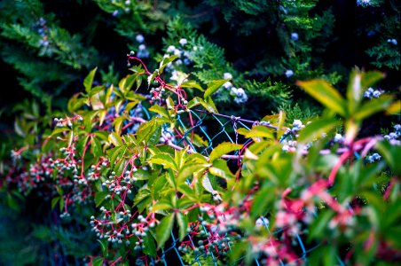 Green And Pink Leafy Plant