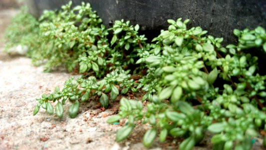 Green Plants On Ground
