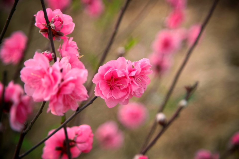 Selective Focus Photography Of Pink Petaled Flowers photo