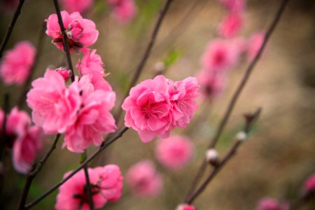 Selective Focus Photography Of Pink Petaled Flowers