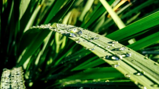 Water Drops On Green Leaf Plants