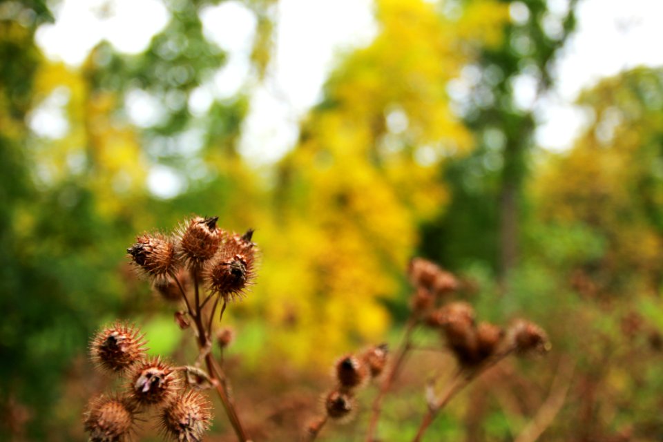 Selective Focus Of Brown Fruits Photography