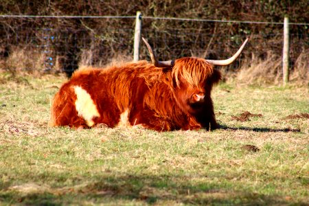 Brown 4-legged Animal