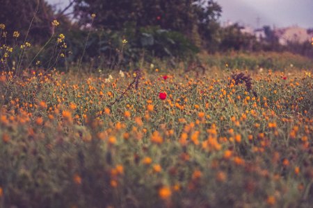 Orange And Red Petaled Flowers Photography