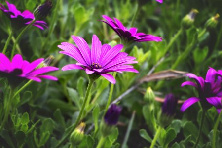 Close-Up Photography Of Purple Daisybush Flowers photo