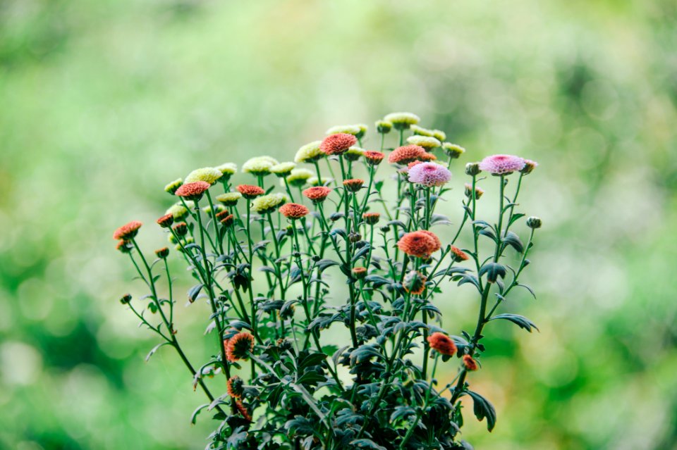 Shallow Focus Photography Of Assorted Color Flowers photo