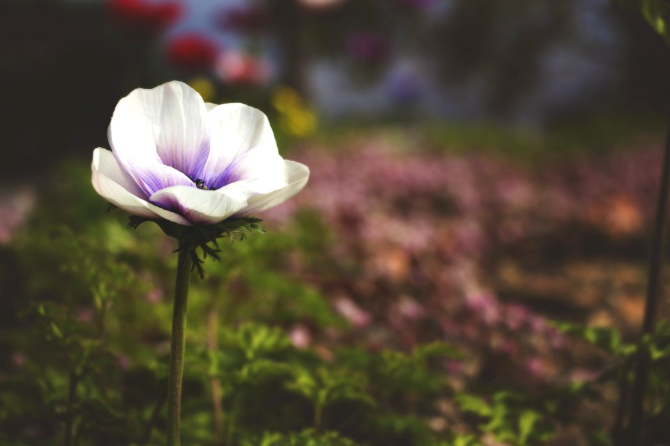 Selective Focus Photography Of White And Purple Poppy Flower
