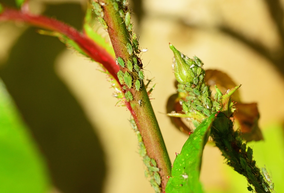 Red-eyed insect creatures