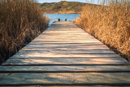 Brown Wooden Dock With Brown Grasses photo
