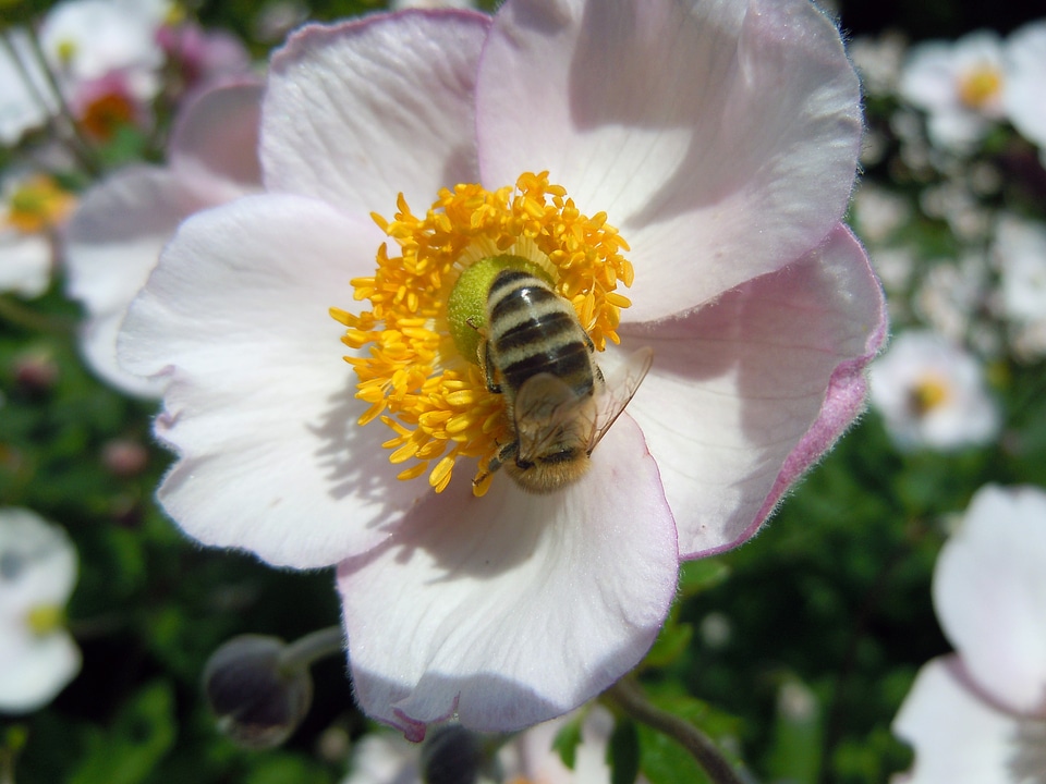 Insect plant pollen photo