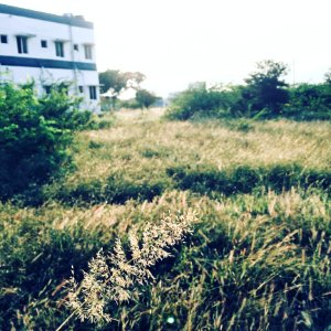 Green Grasses