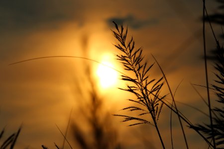Silhouette Of Plant