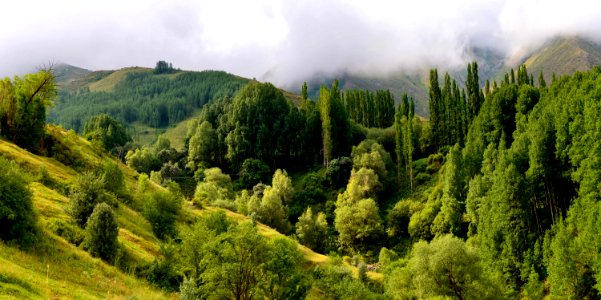 Vegetation Ecosystem Tropical And Subtropical Coniferous Forests Nature Reserve