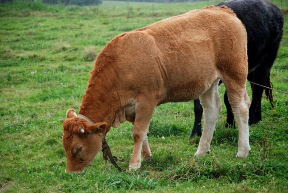 Cattle Like Mammal Grazing Pasture Grassland