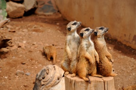 Meerkat Mammal Fauna Terrestrial Animal photo