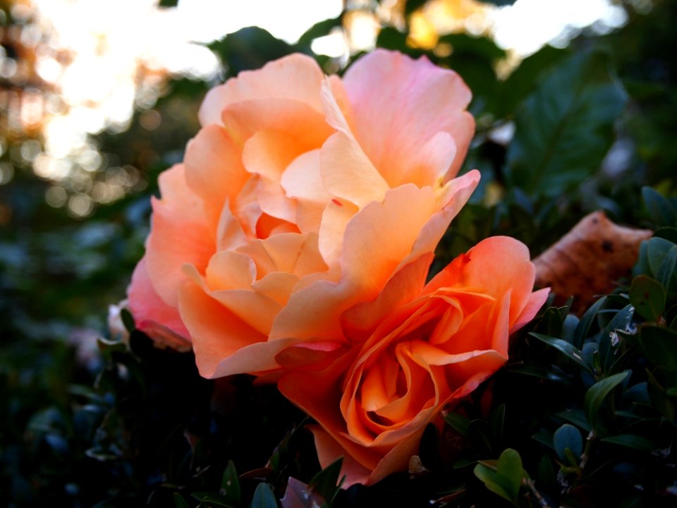 Rose Rose Family Flower Pink