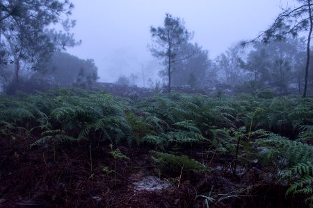 Vegetation Forest Rainforest Ecosystem